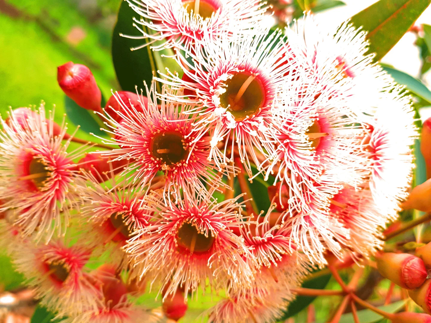 Additional image 8 of 90 Harris Street, Corryong VIC 3707