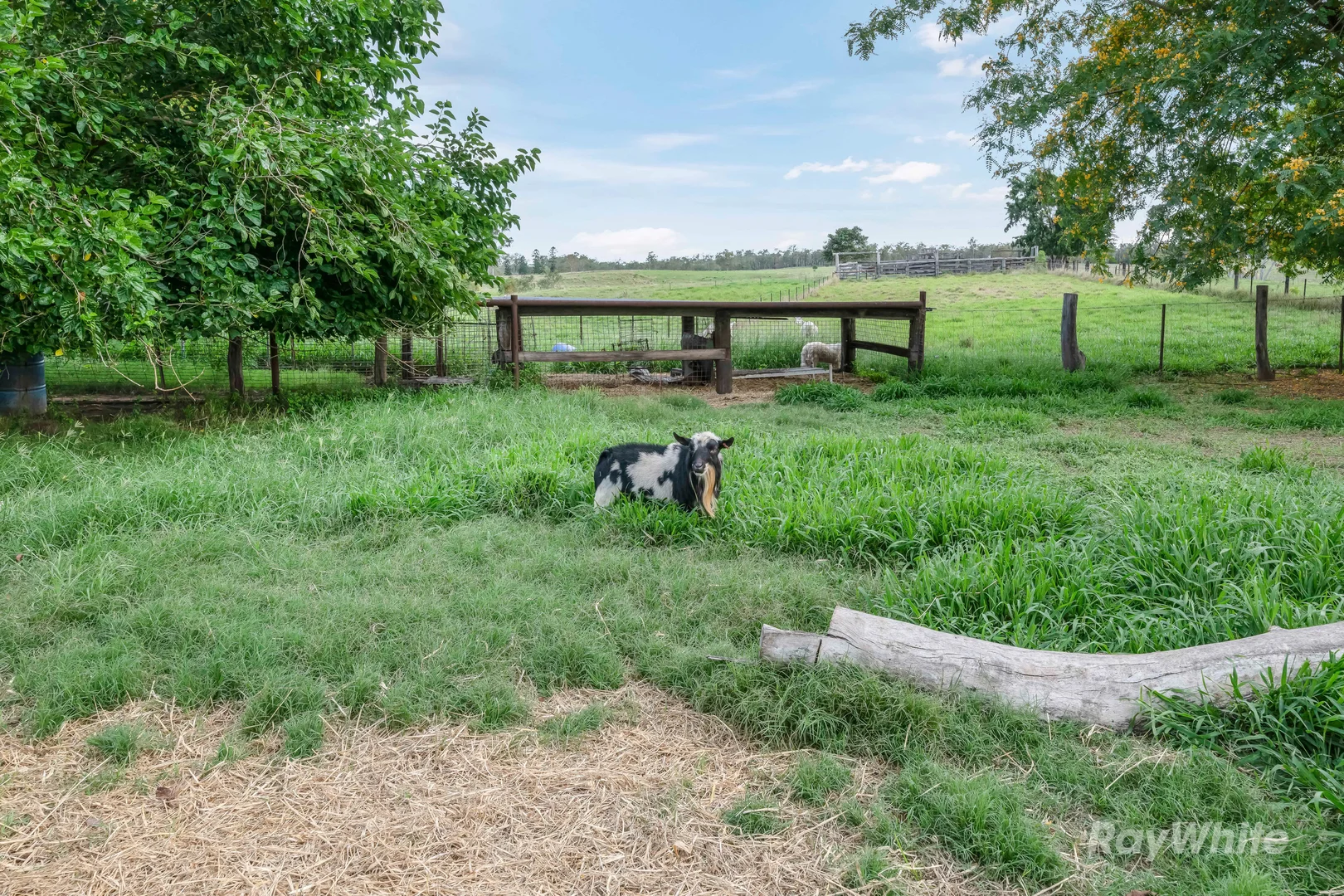 Additional image 34 of 595 Walla Road, Morganville QLD 4671