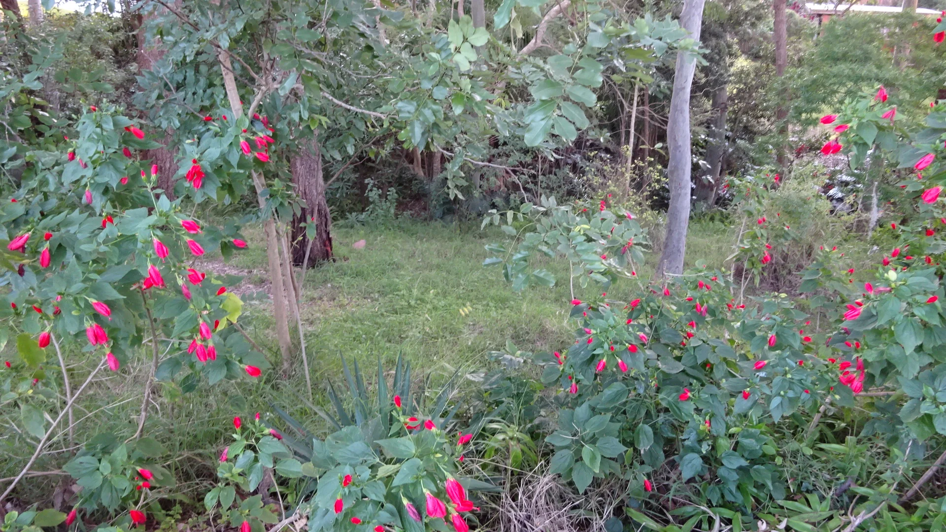 Additional image 13 of 7 Amelia Street, Carey Bay NSW 2283