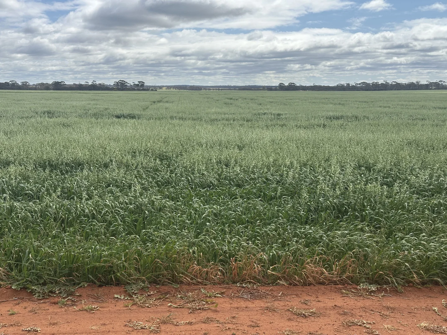 Additional image 19 of 3279 Calzoni Road, Hyden WA 6359