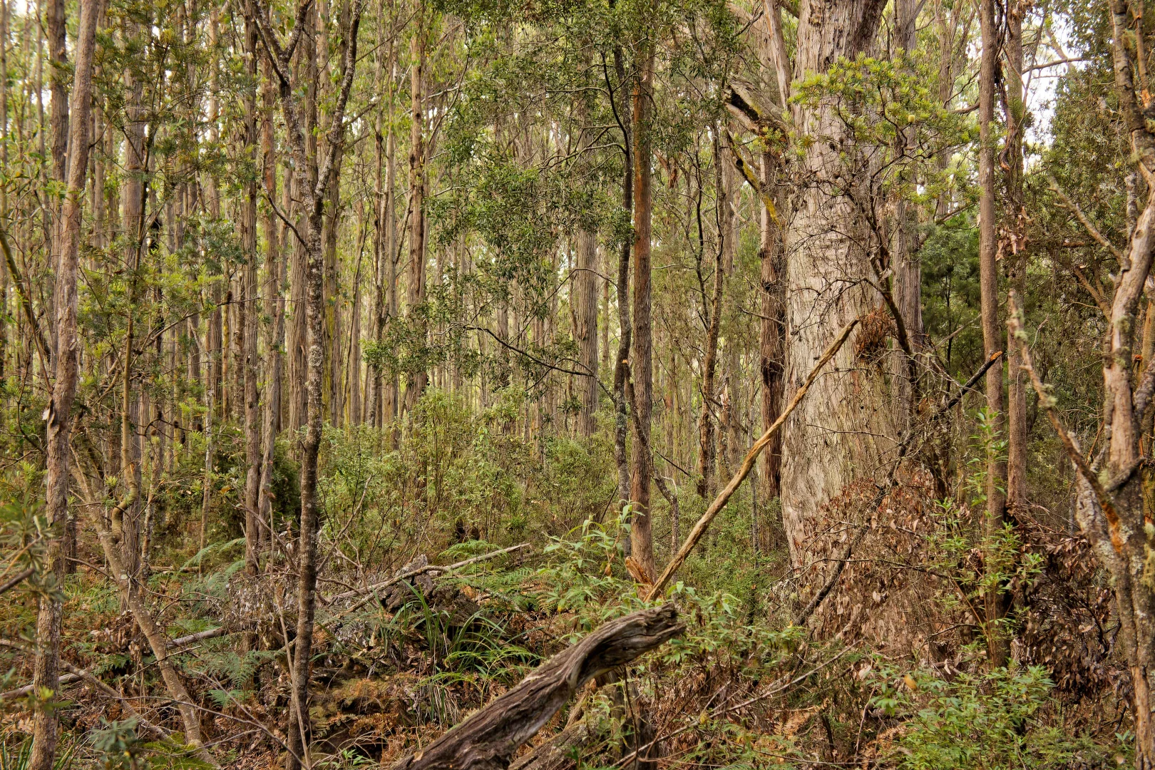 Additional image 4 of Lot 1, 660 Larcombes Road, Reedy Marsh TAS 7304