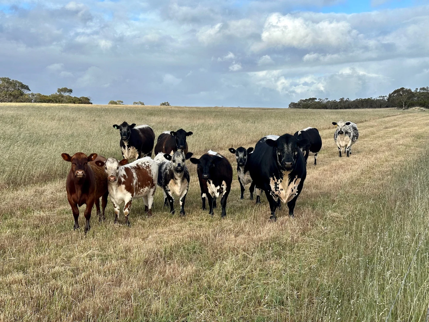 Additional image 8 of 163 McAskill Road, Karkoo SA 5632