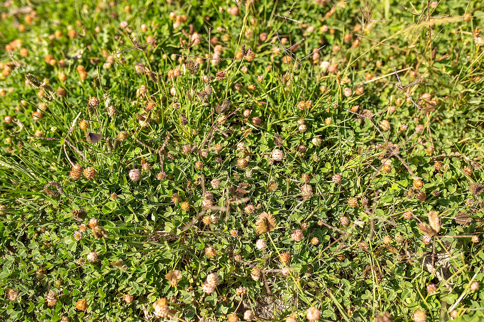 Additional image 23 of 294 Bowaka Road, Kingston Se SA 5275