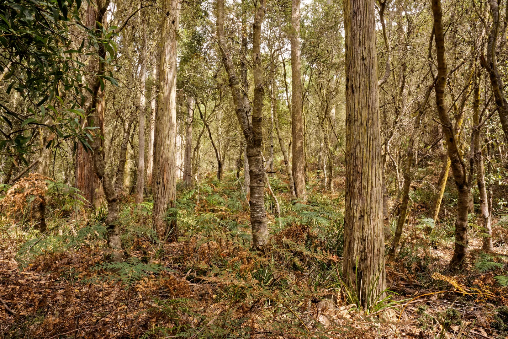 Additional image 21 of Lot 1, 660 Larcombes Road, Reedy Marsh TAS 7304