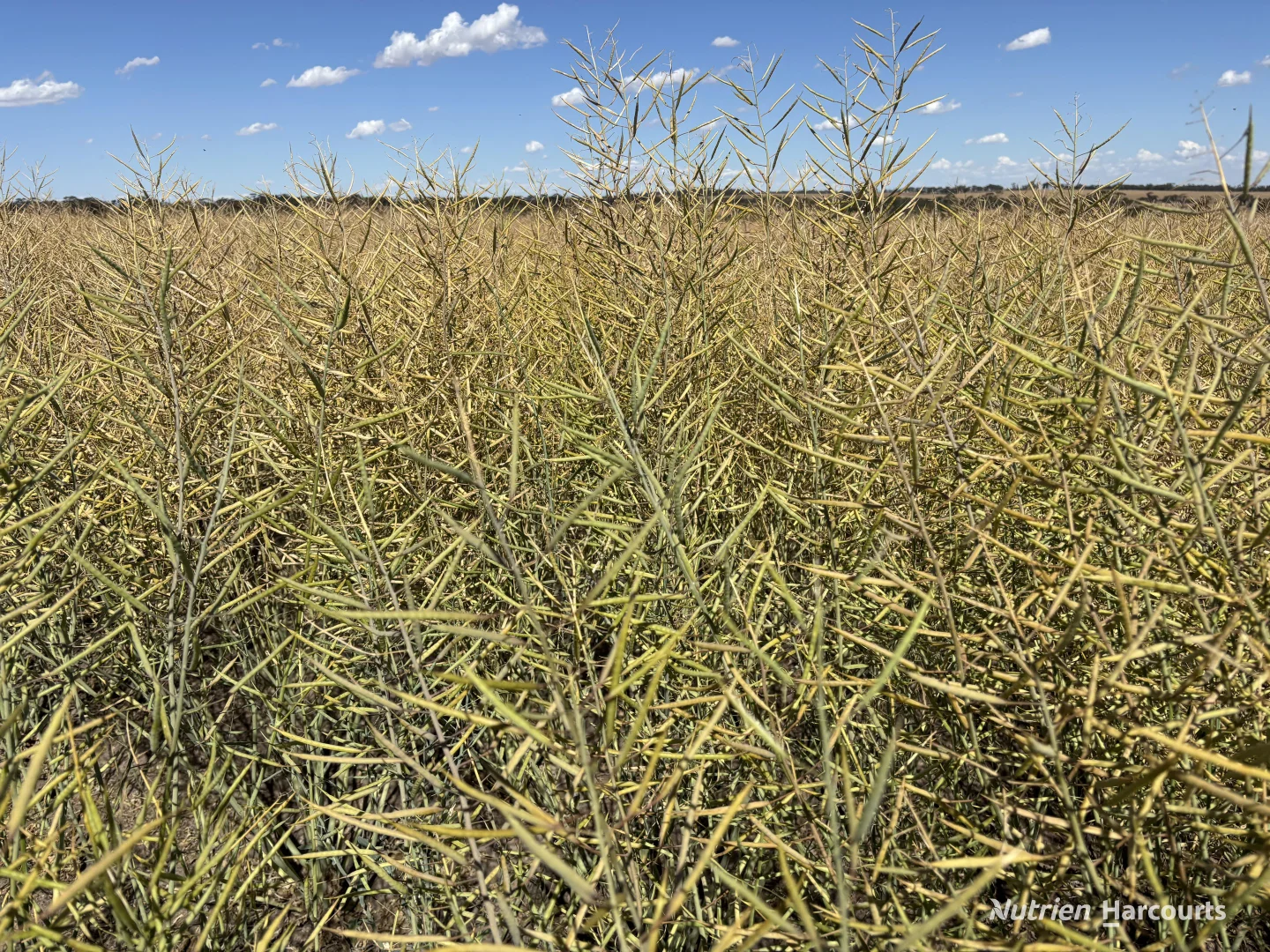 Additional image 12 of . 'Forrestine Farm', Cunderdin WA 6407