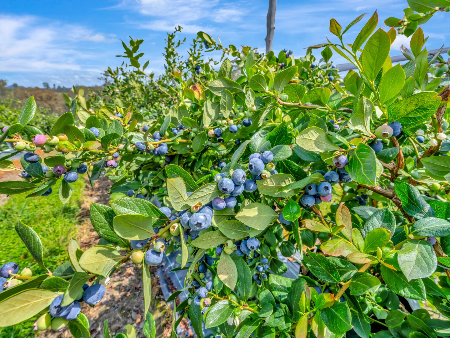 Additional image 5 of 13 Schuppe Drive, Congarinni North NSW 2447