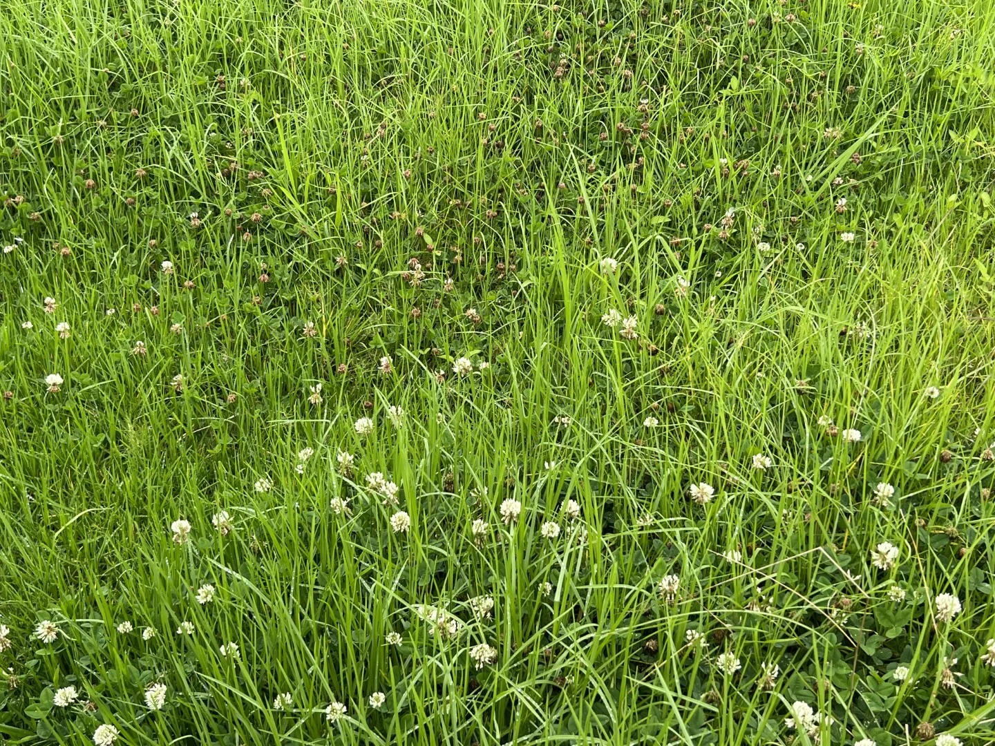 Additional image 7 of 59 Wyndham Road, Wyneden NSW 2474