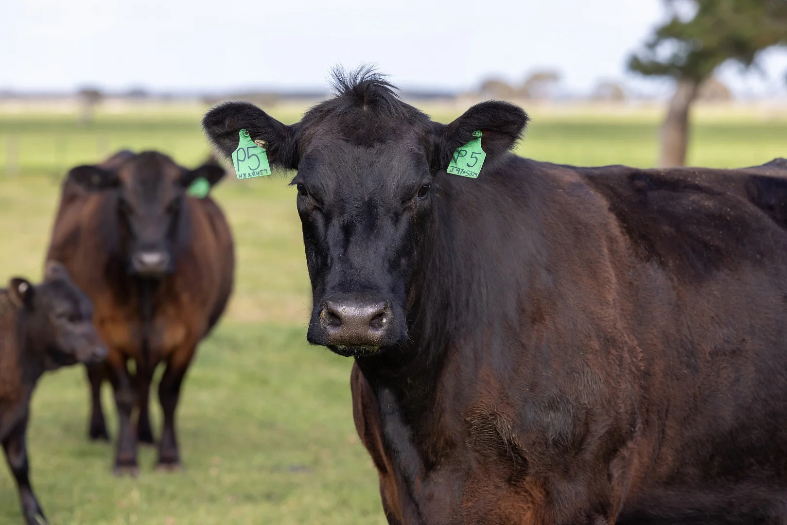 Additional image 22 of 294 Bowaka Road, Kingston Se SA 5275