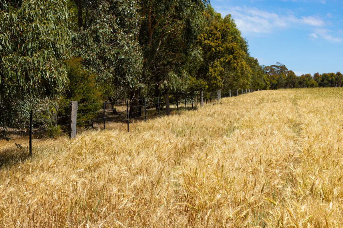 Additional image 8 of 1834 Lismore-Skipton Road, Bradvale VIC 3361