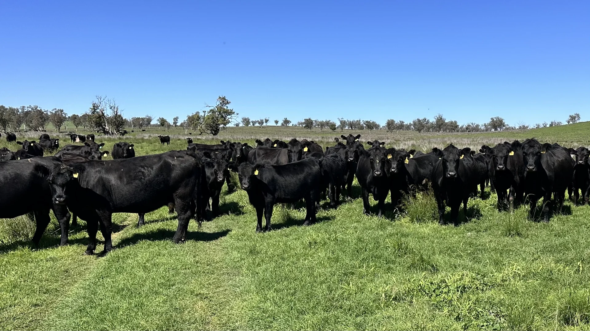 Additional image 13 of 450 Bridges Road, Gunnedah NSW 2380