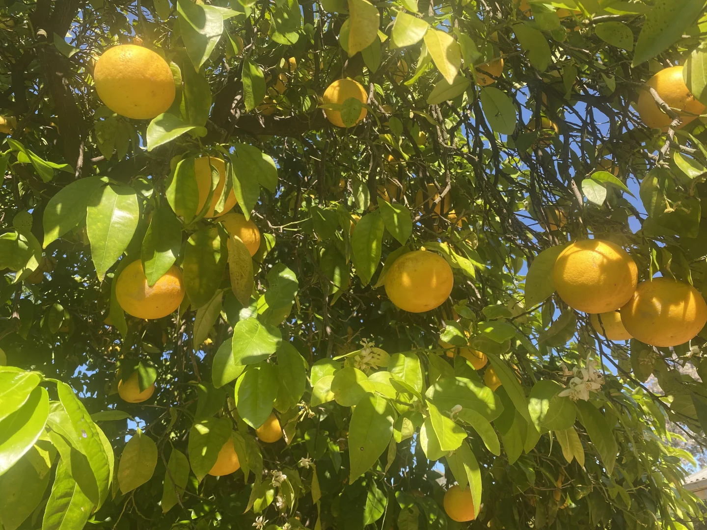 Additional image 25 of "Allandale" 7861 Lachlan Valley Way, Forbes NSW 2871