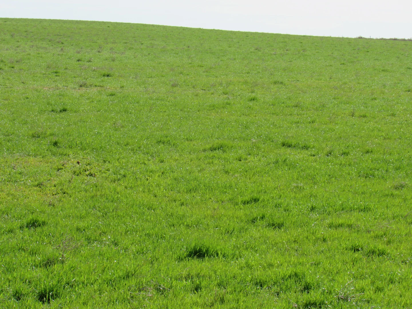 Additional image 12 of "The Pines" 75 Lang Road, Sunnybrae SA 5422