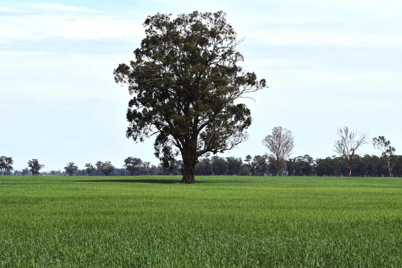 Additional image 4 of 2071 Yarrabandai Road, Bedgerabong NSW 2871