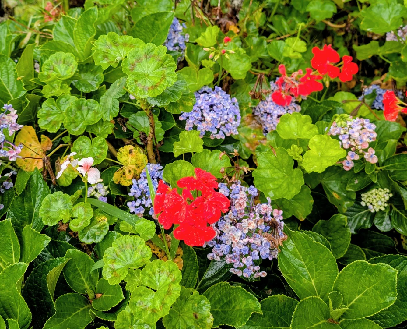 Additional image 20 of 4 Lydia Street, Ravenshoe QLD 4888