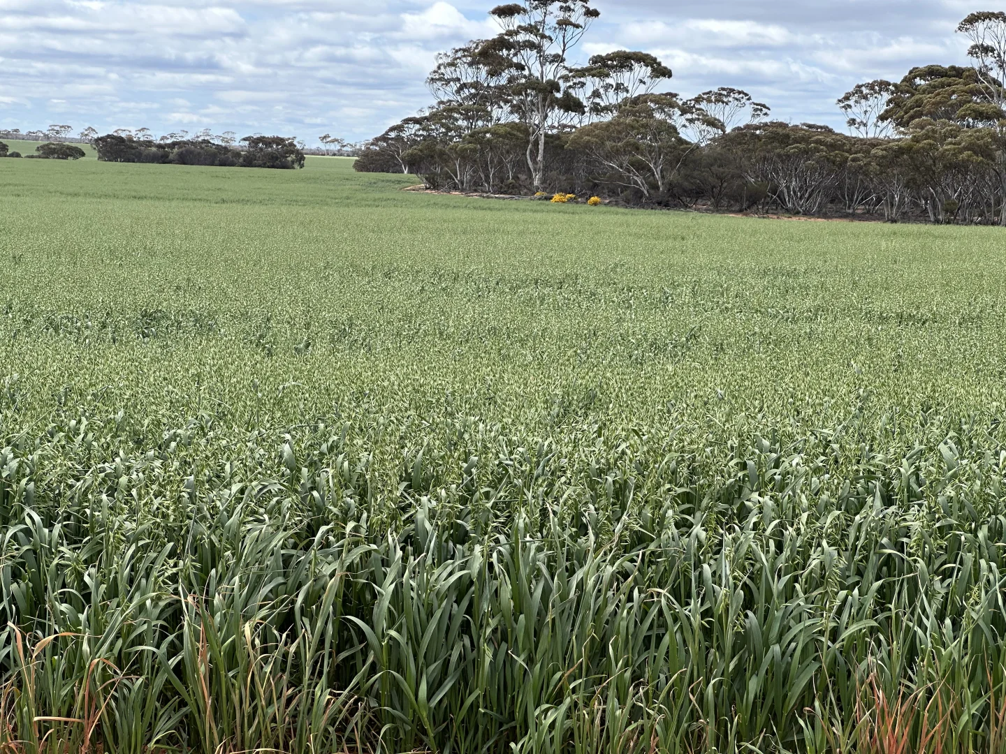 Additional image 2 of 3279 Calzoni Road, Hyden WA 6359