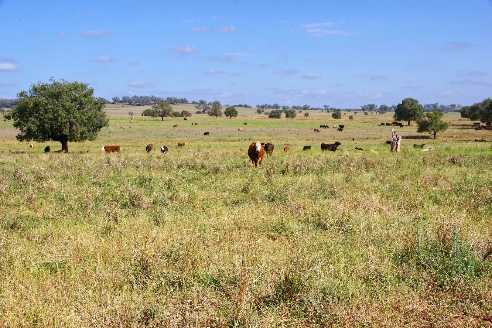 Additional image 28 of 1676 Willala Road, Boggabri NSW 2382