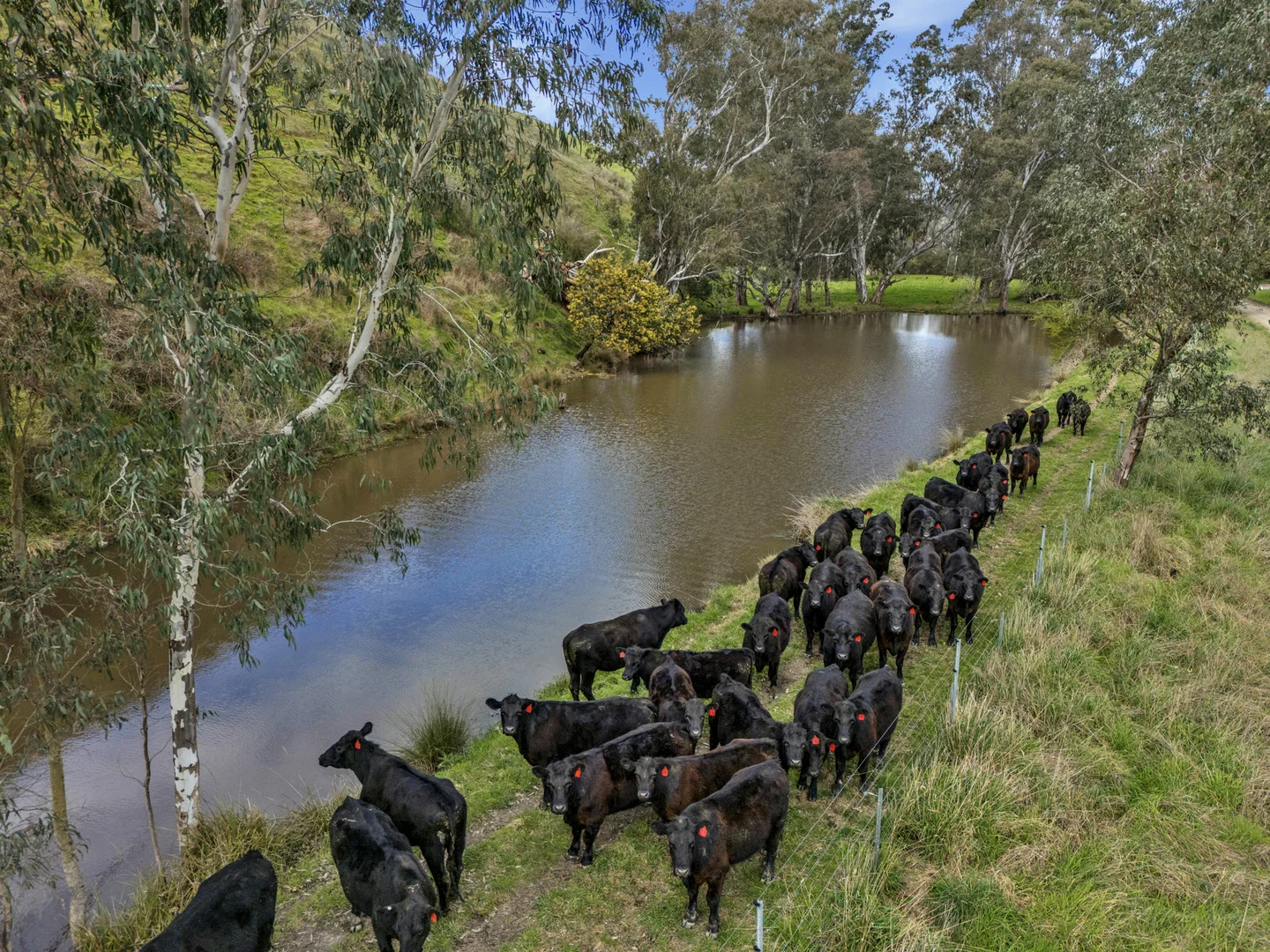 Additional image 6 of 146 Hobans Road, Alexandra VIC 3714