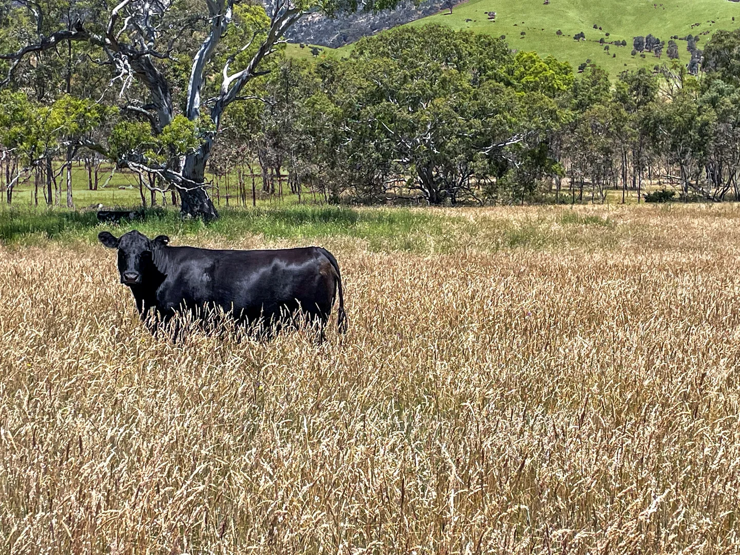 Additional image 33 of LOT 2 ON PS716983N L J DAWSON ROAD, Elmhurst VIC 3469