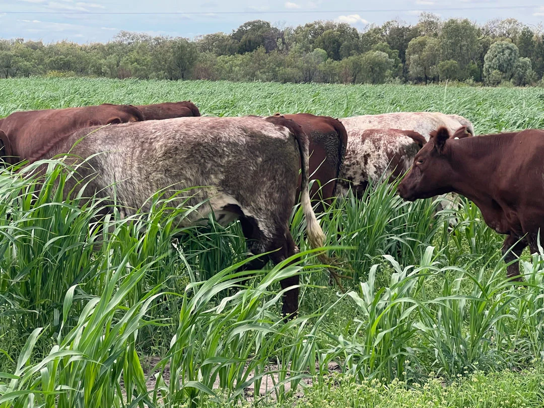 Additional image 5 of "FOREST VALE", Gurley NSW 2398