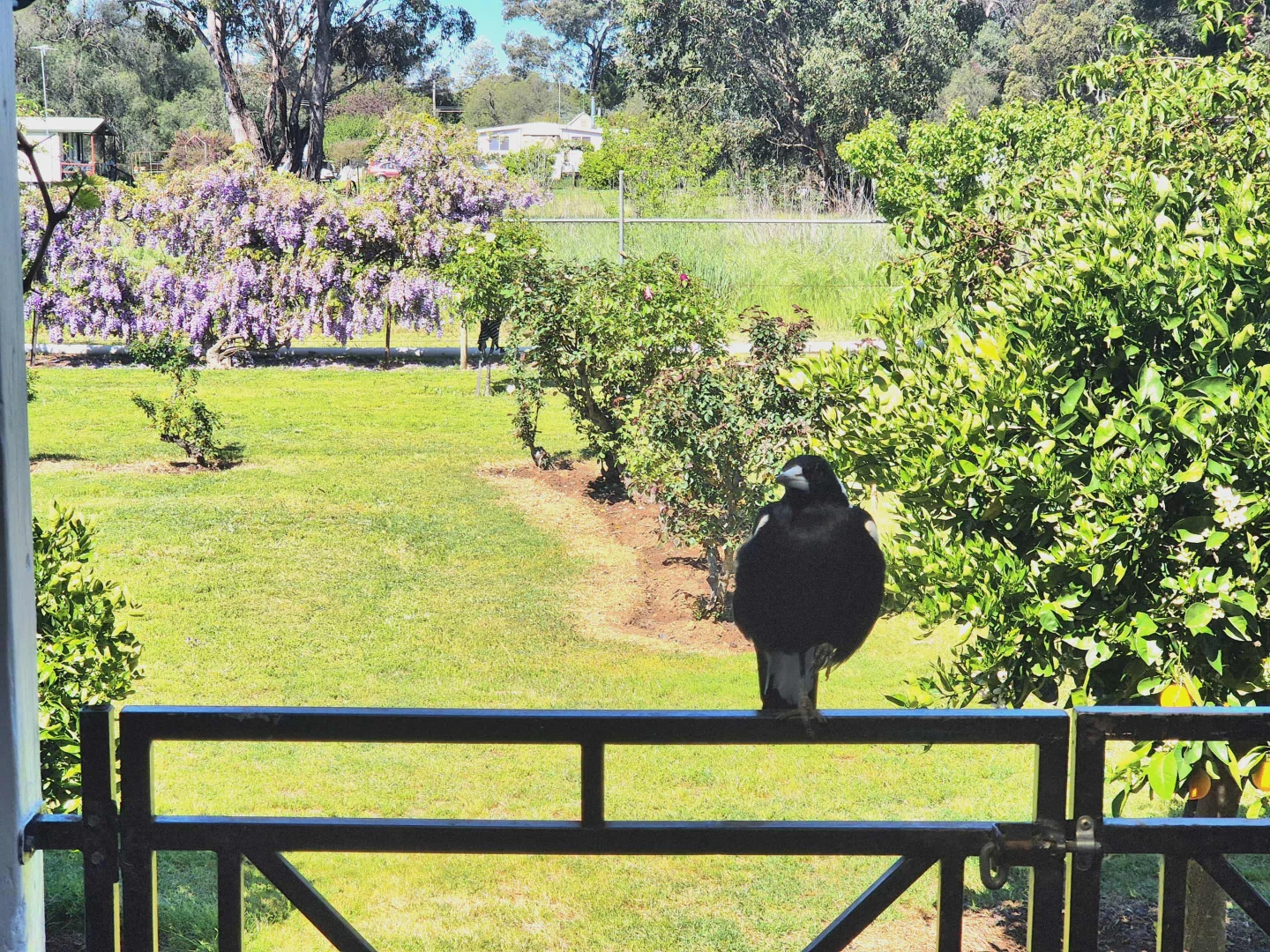 Additional image 12 of 84 Hibernia St, Stockinbingal NSW 2725