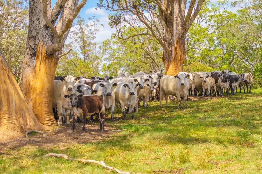 Additional image 22 of 800 Toms Gully Rd, Hickeys Creek NSW 2440