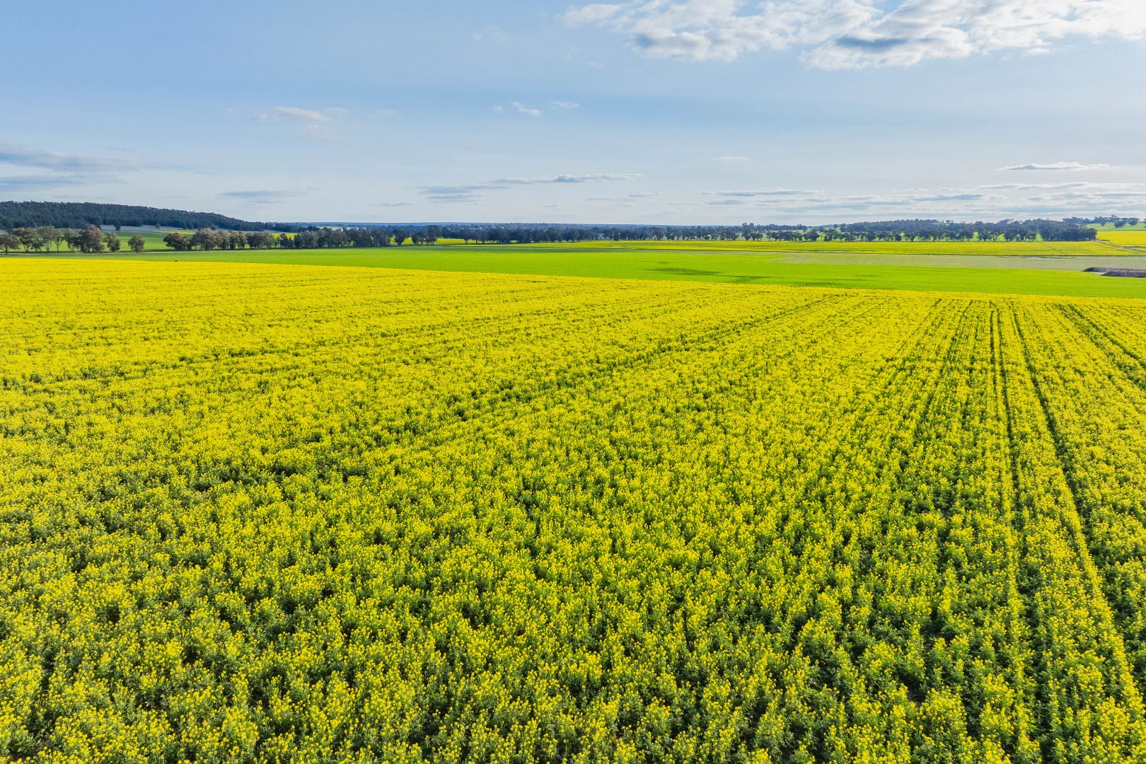 Additional image 6 of 1349 Trungley Hall Road, Temora NSW 2666