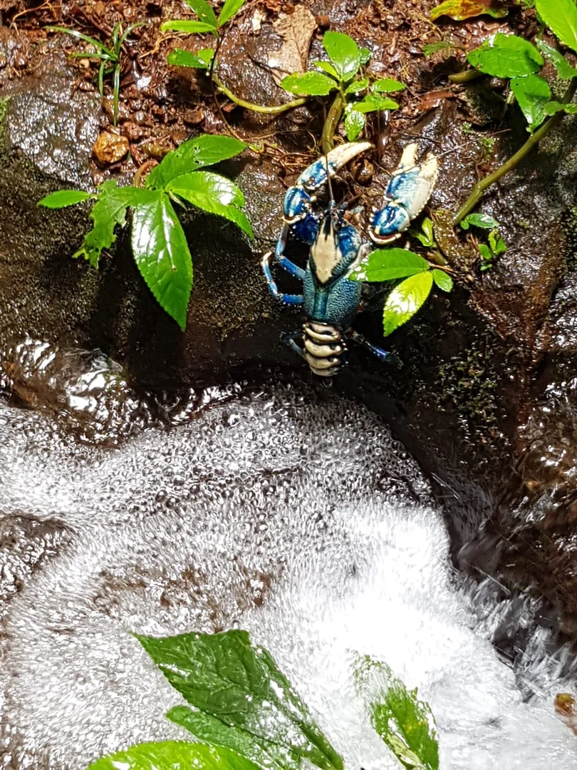 Additional image 25 of 162 Repeater Station Road, Springbrook QLD 4213