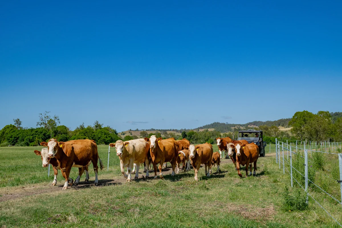 Additional image 18 of 800 Fawcetts Plain Road, Kyogle NSW 2474