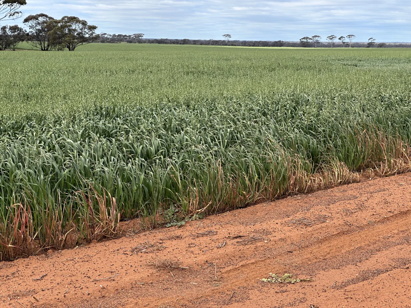 Additional image 3 of 3279 Calzoni Road, Hyden WA 6359