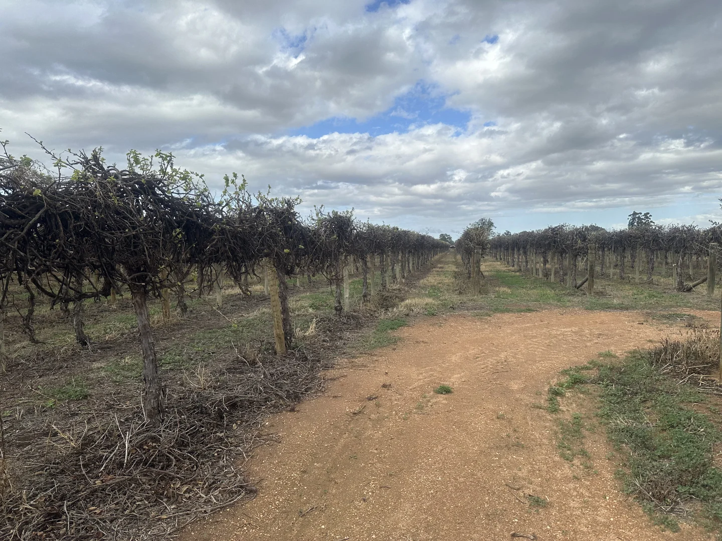 Additional image 6 of Lot 24 Tarcoola Street, Renmark West SA 5341