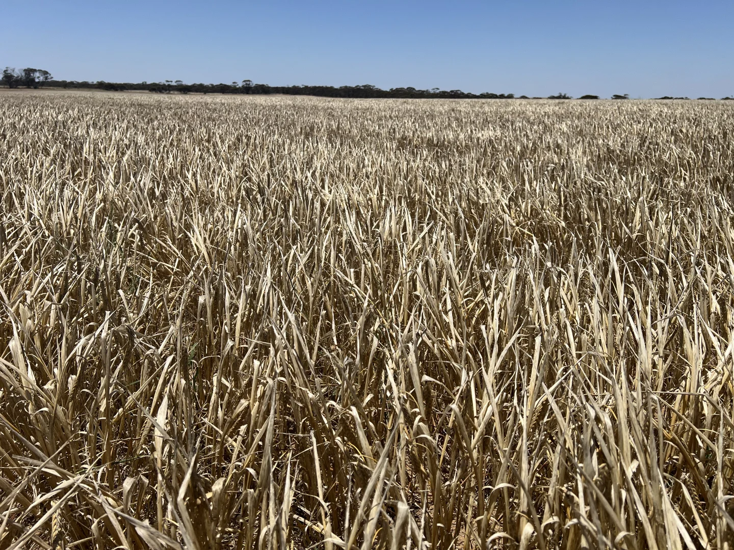 Additional image 5 of 1523 Geranium North Road, Geranium SA 5301