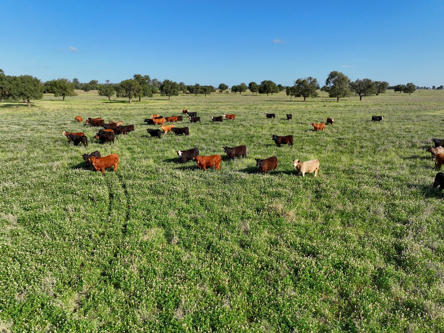 Additional image 32 of 1676 Willala Road, Boggabri NSW 2382