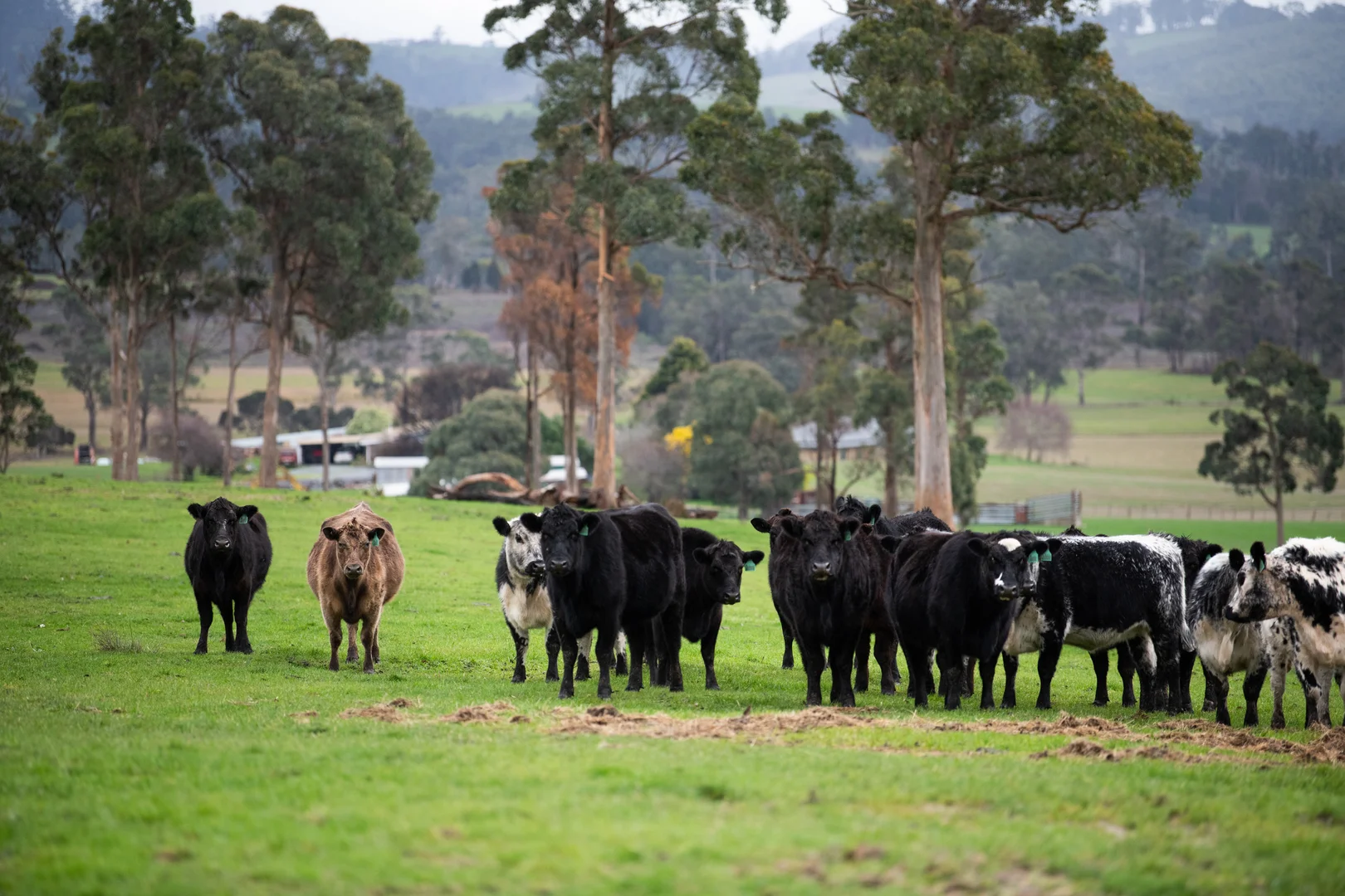 Additional image 27 of 29 Glengarry Road, Glengarry TAS 7275