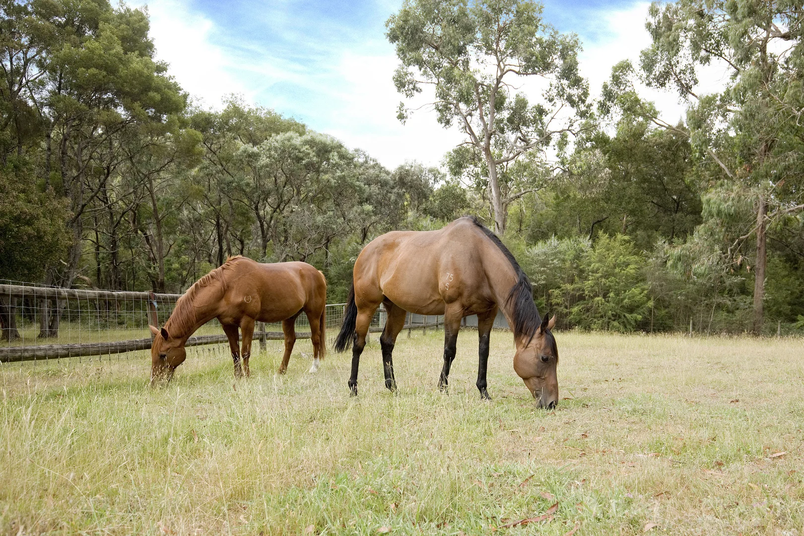 Additional image 17 of 435 Tschampions Road, Macclesfield VIC 3782