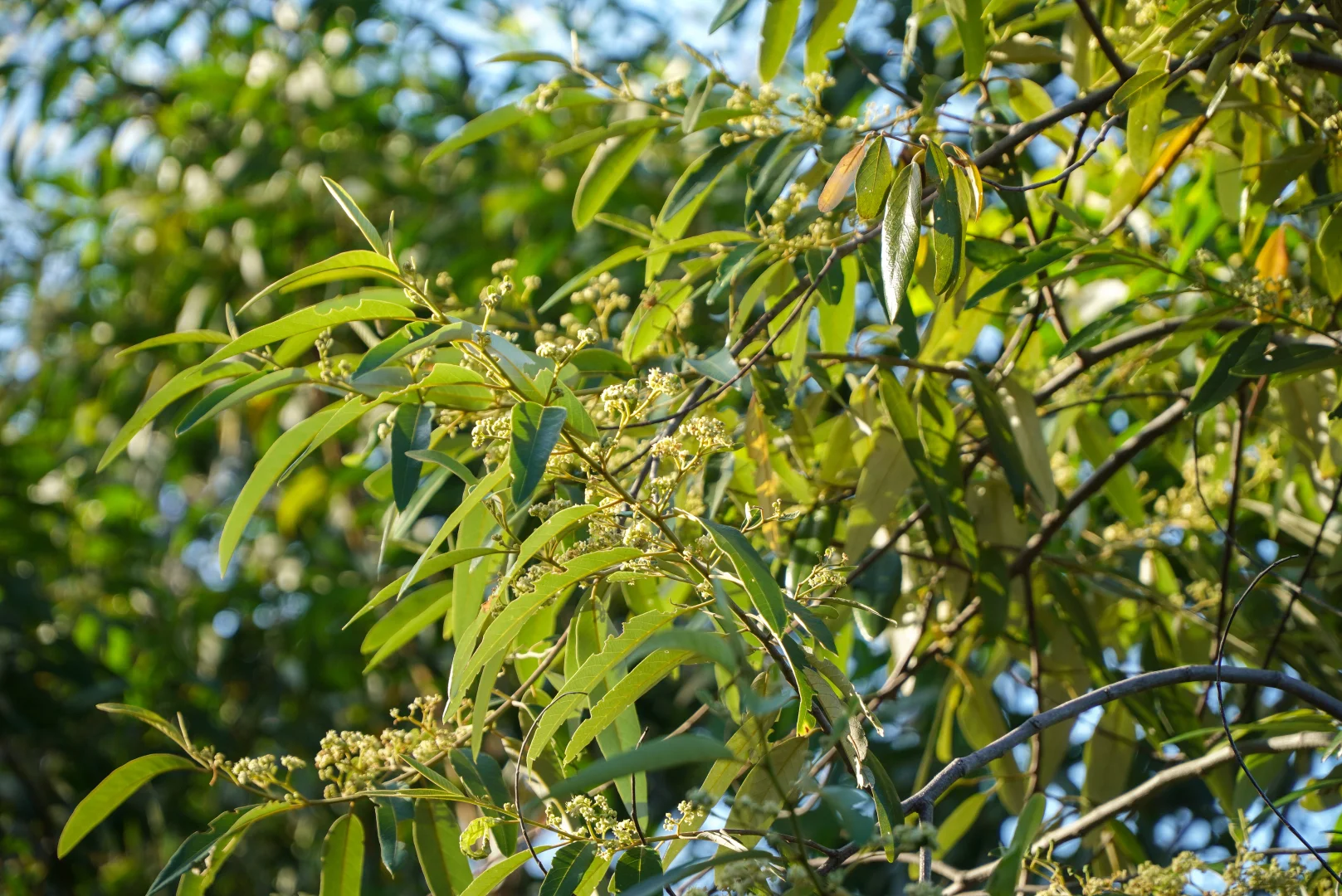 Additional image 10 of 25 Beaches Village Circuit, Agnes Water QLD 4677