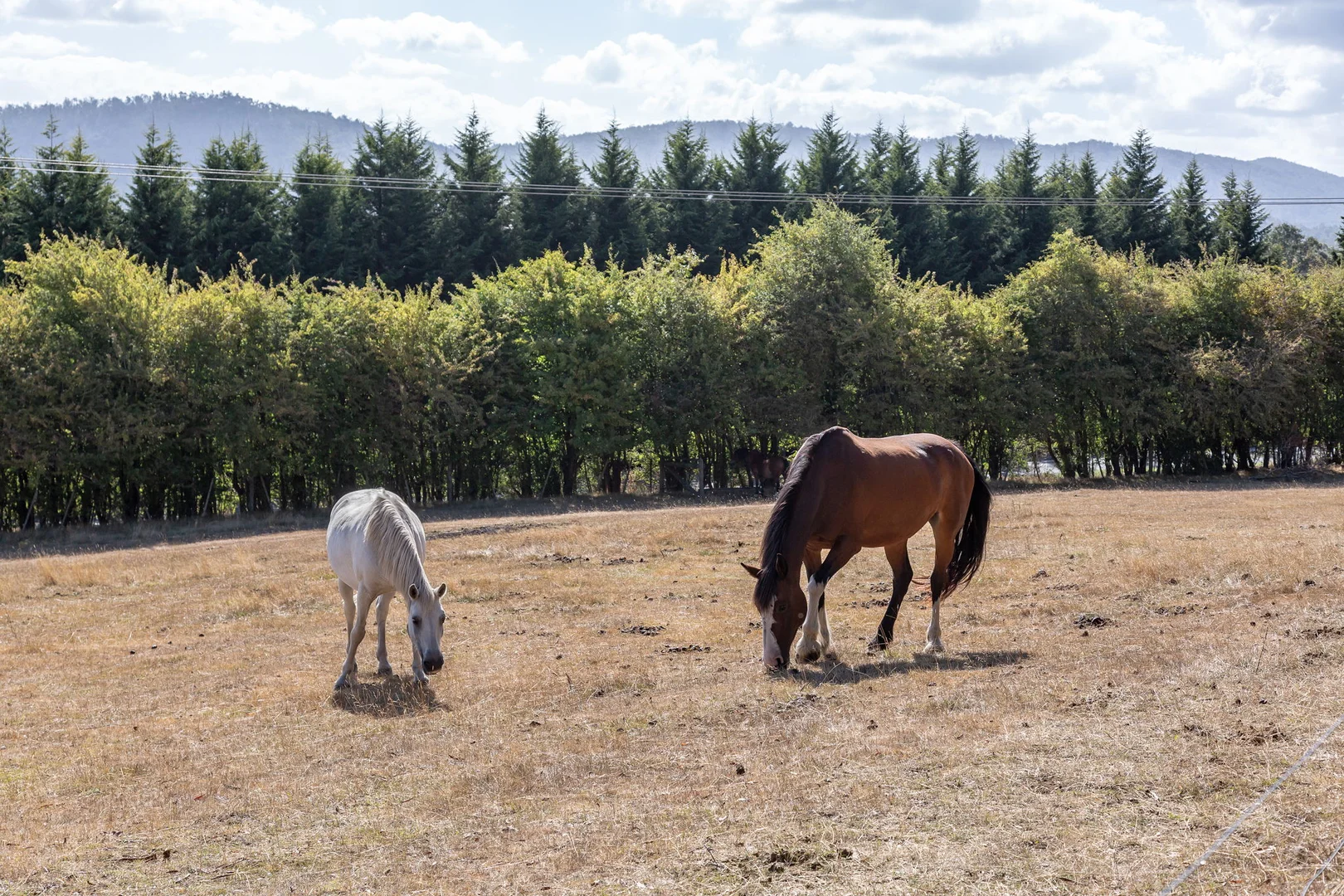 Additional image 20 of 101 Pateena Road, Travellers Rest TAS 7250