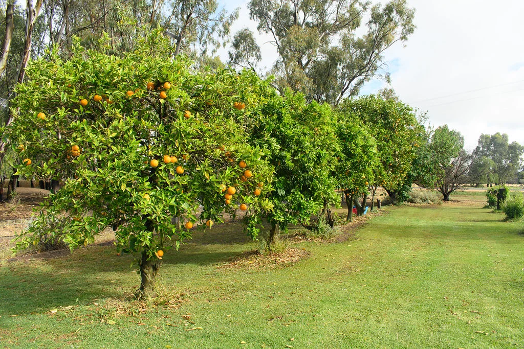 Additional image 37 of 1321 Koondrook Murrabit Road, Myall VIC 3579