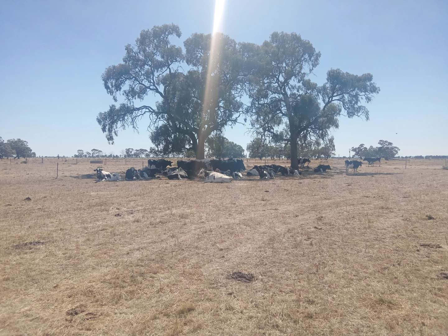 Additional image 8 of 142 Walkers Lane, Barham NSW 2732