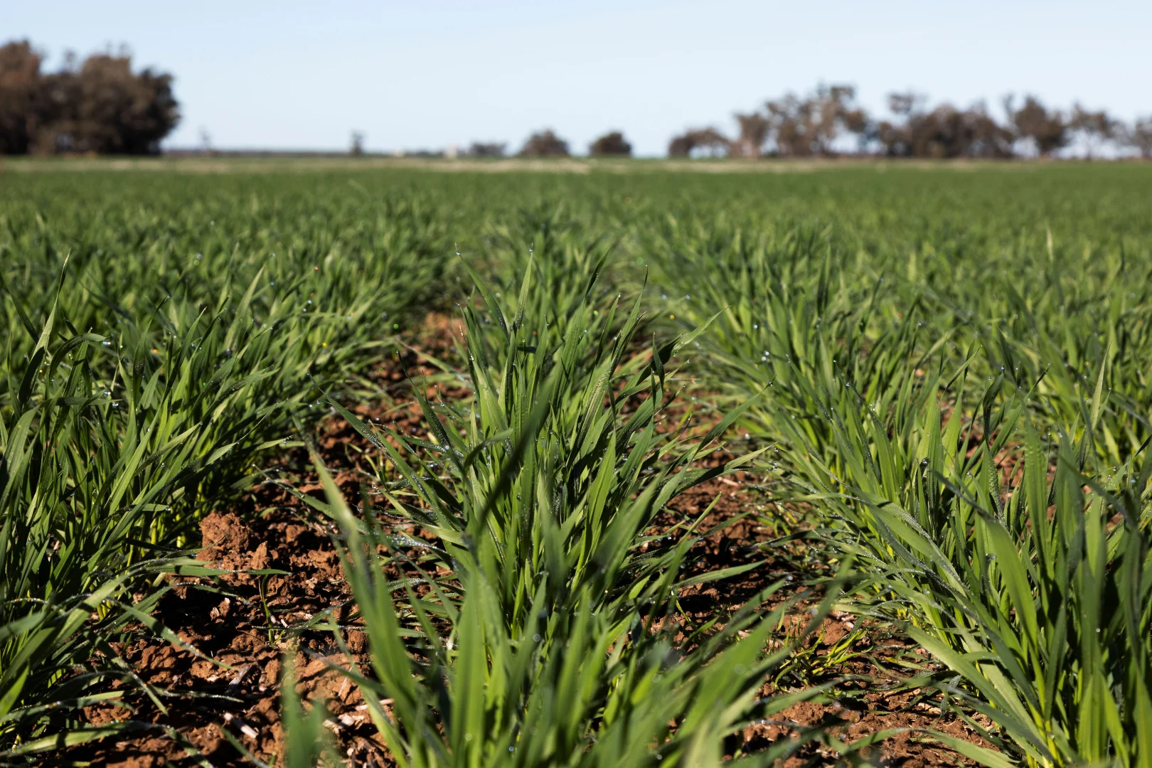 Additional image 4 of Sandy Camp & Kimaroi Sandy Camp Road, Condobolin NSW 2877