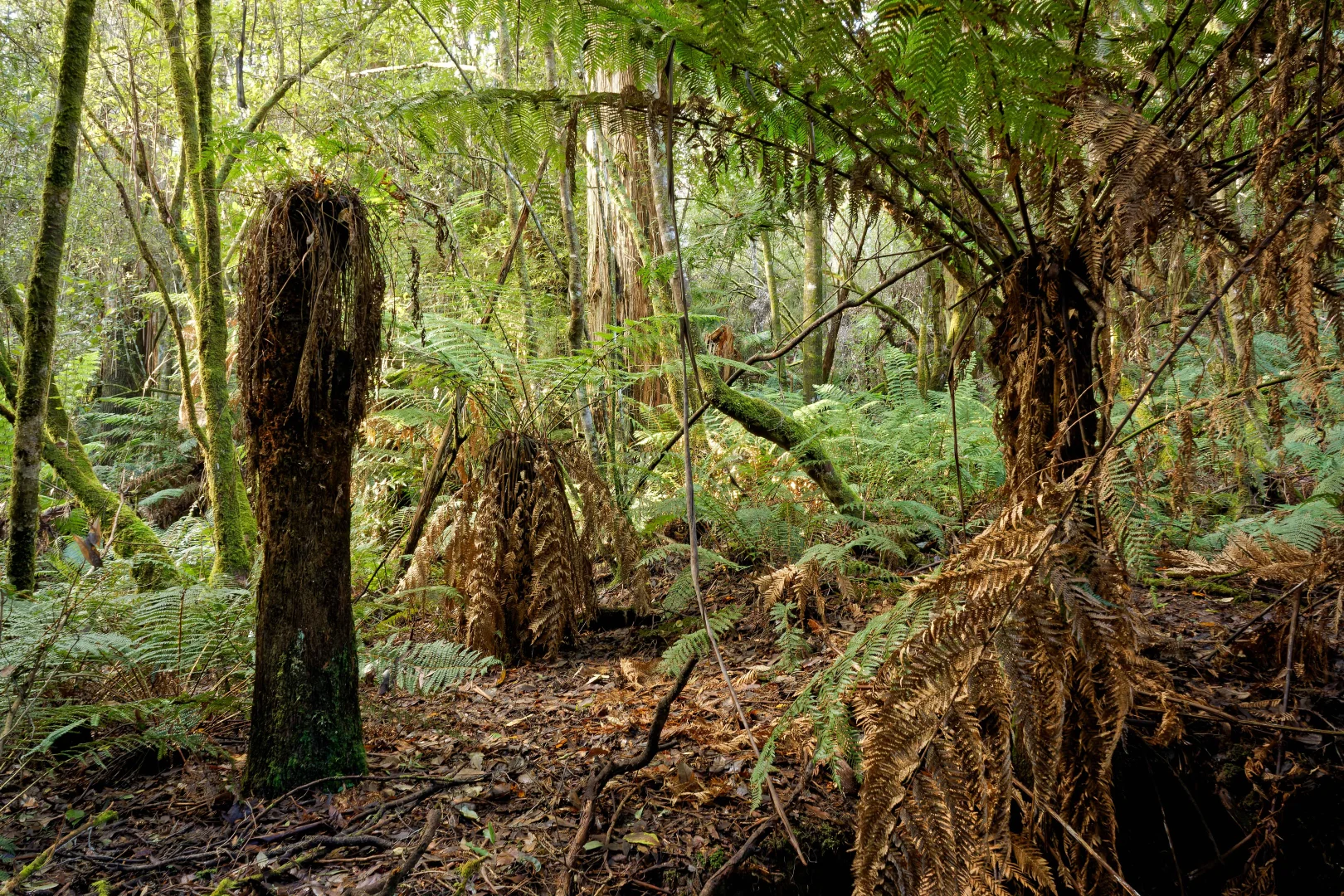 Additional image 25 of Lot 1, 660 Larcombes Road, Reedy Marsh TAS 7304