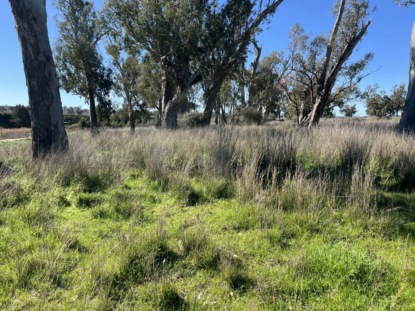 Additional image 22 of "Piambra" 714 Piambra Road, Binnaway NSW 2395