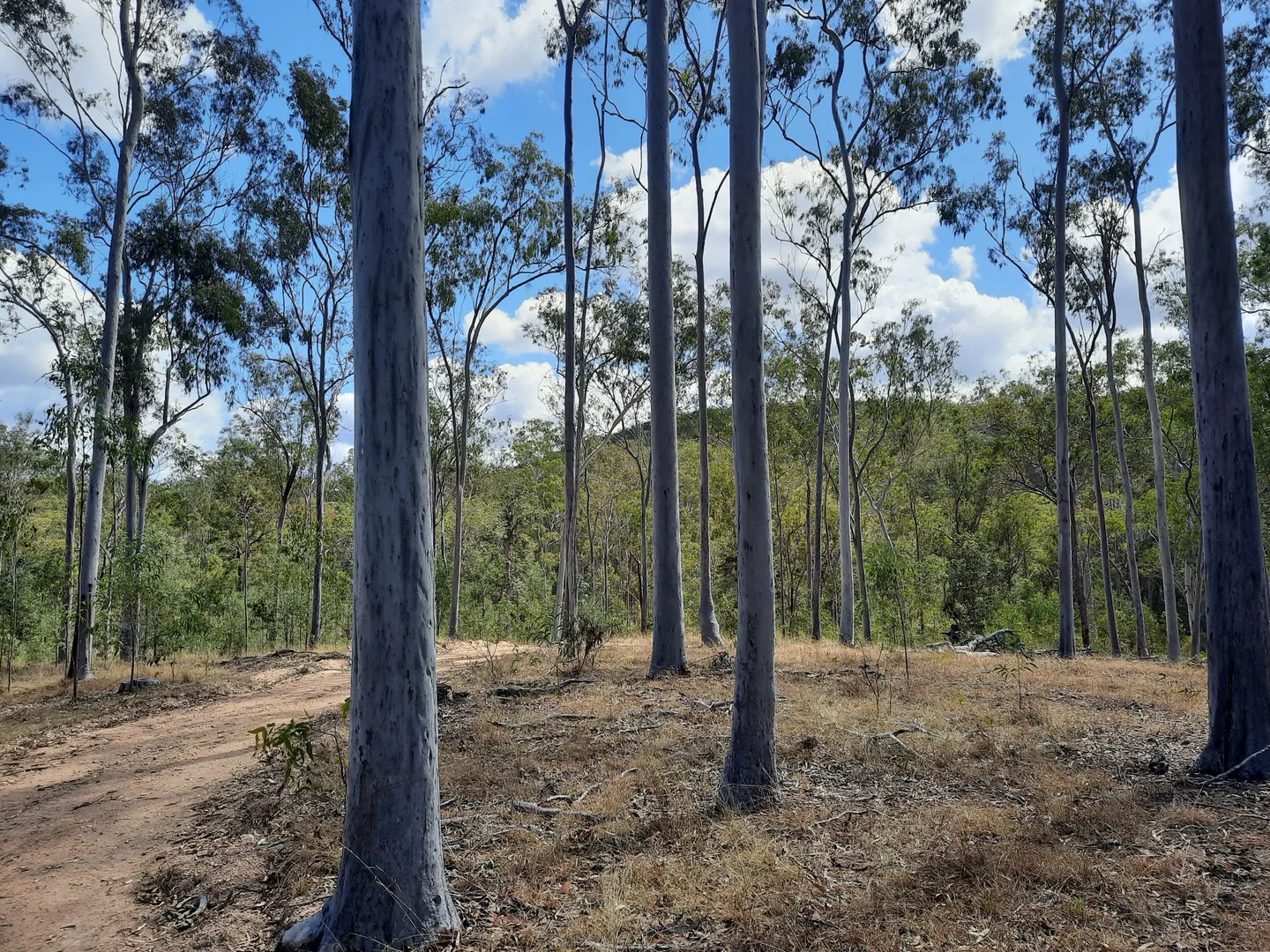 931 Nearum Rd, Nearum QLD 4671