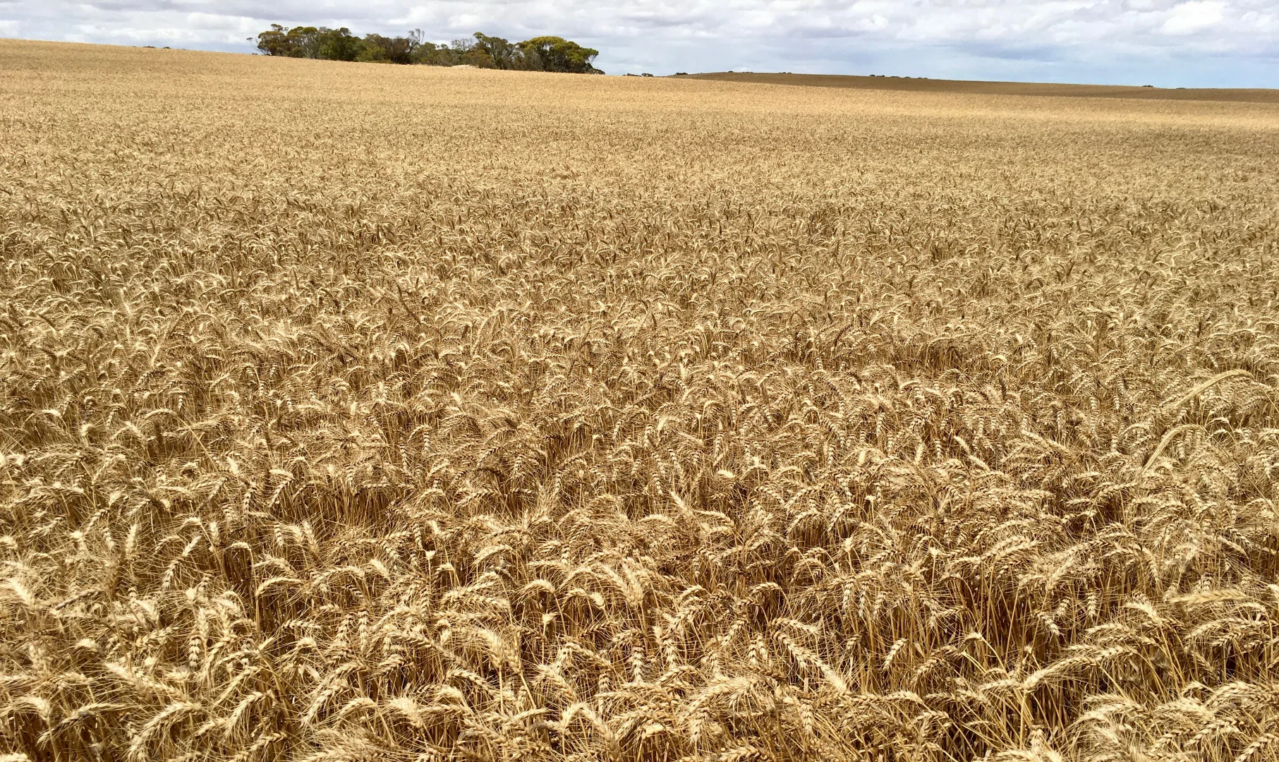 Additional image 14 of 163 McAskill Road, Karkoo SA 5632