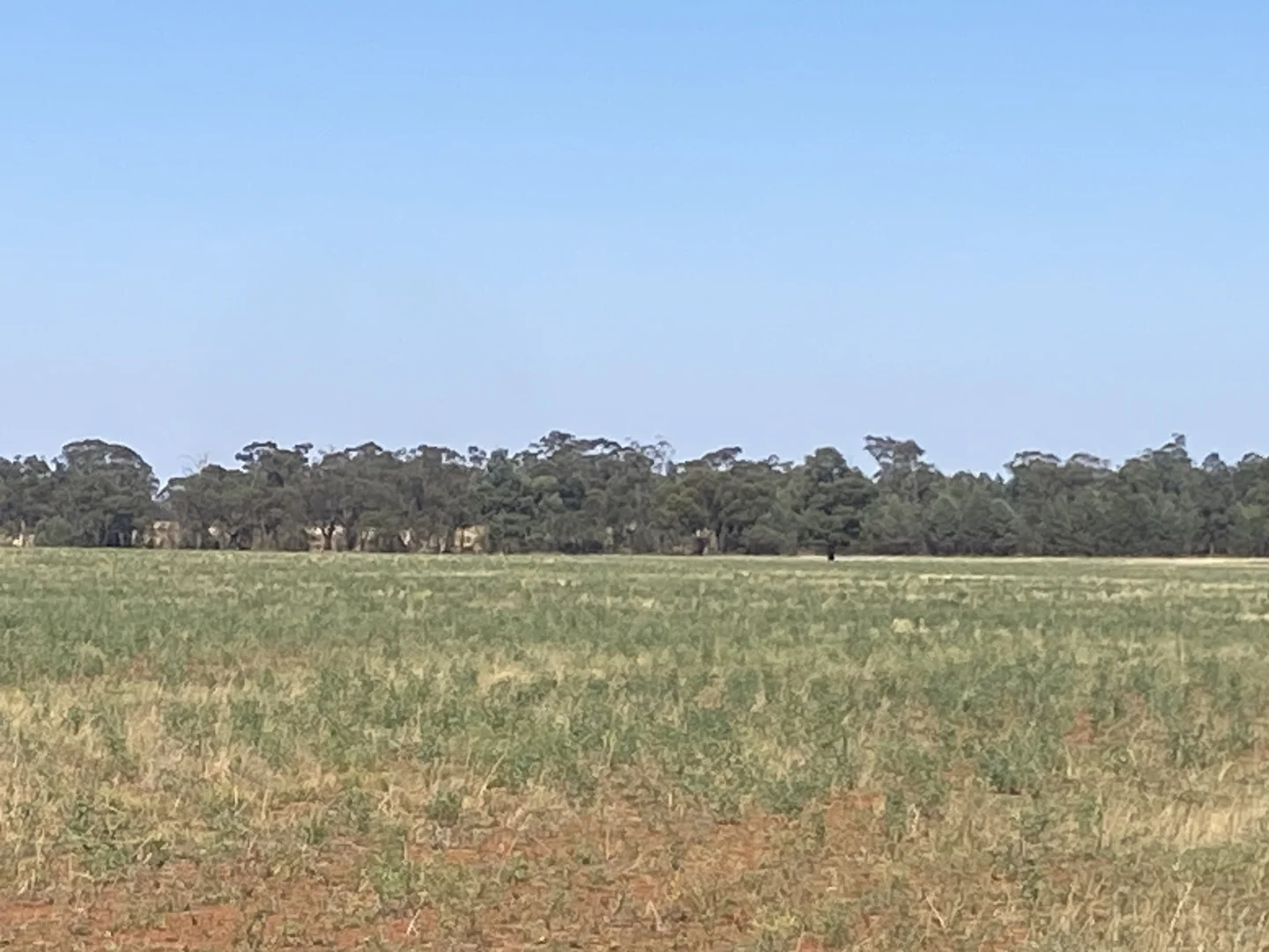 Additional image 2 of 441 Imries Lane, Tullibigeal NSW 2669