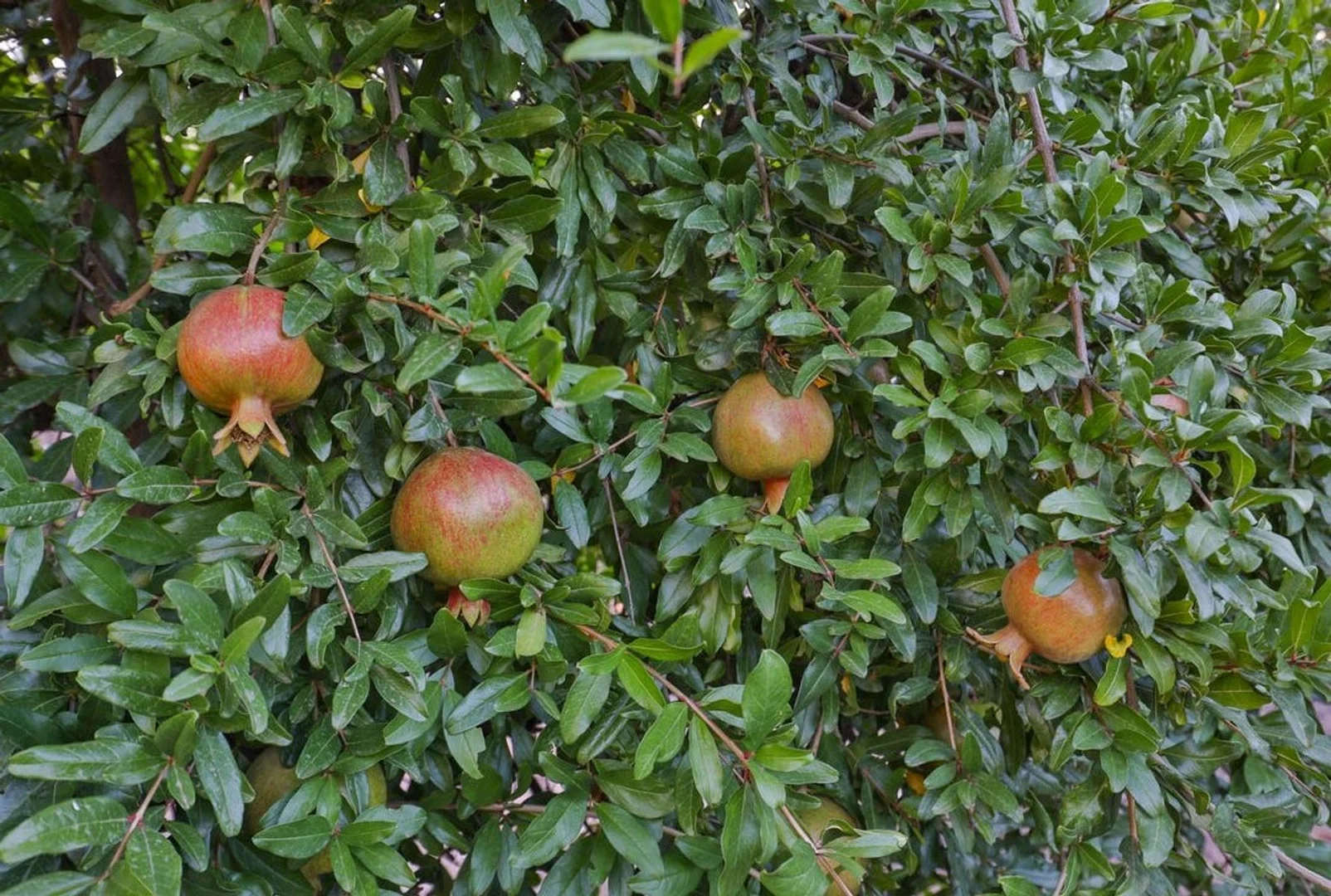 Additional image 7 of 128 Hewett Road, Colignan VIC 3494