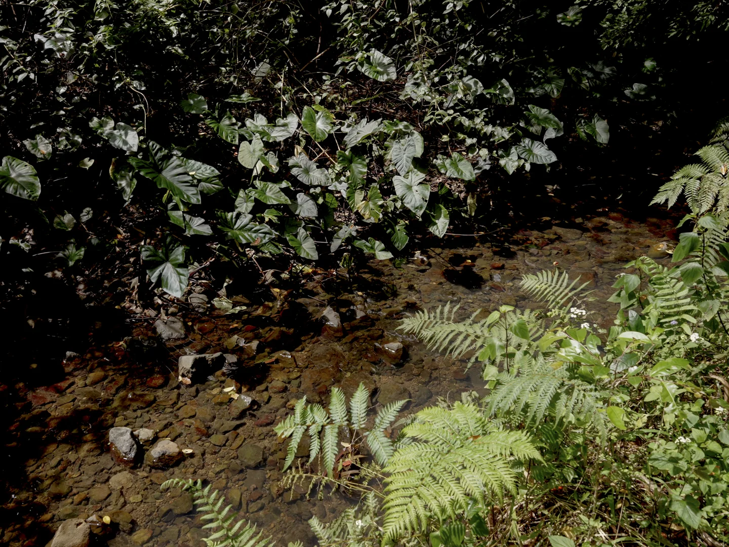 Additional image 9 of 1 Freida Hicks Drive, Bellingen NSW 2454