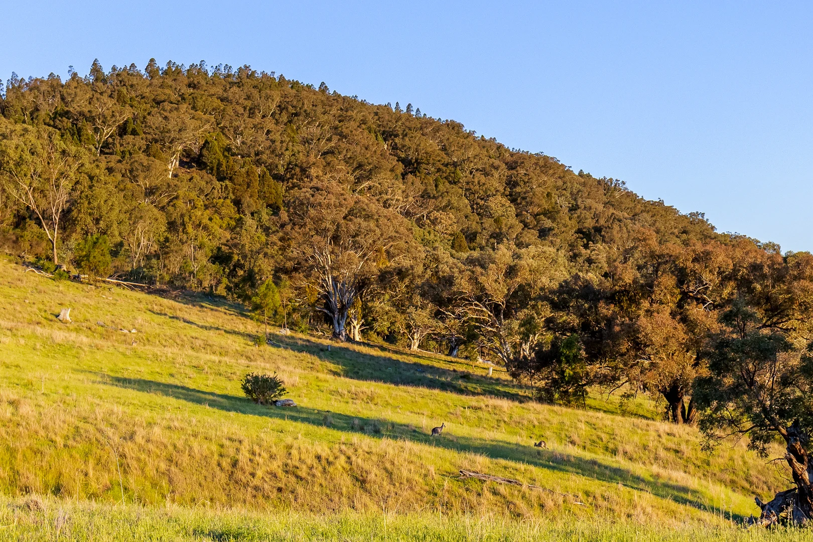 Additional image 20 of 229 Melrose Road, Mudgee NSW 2850