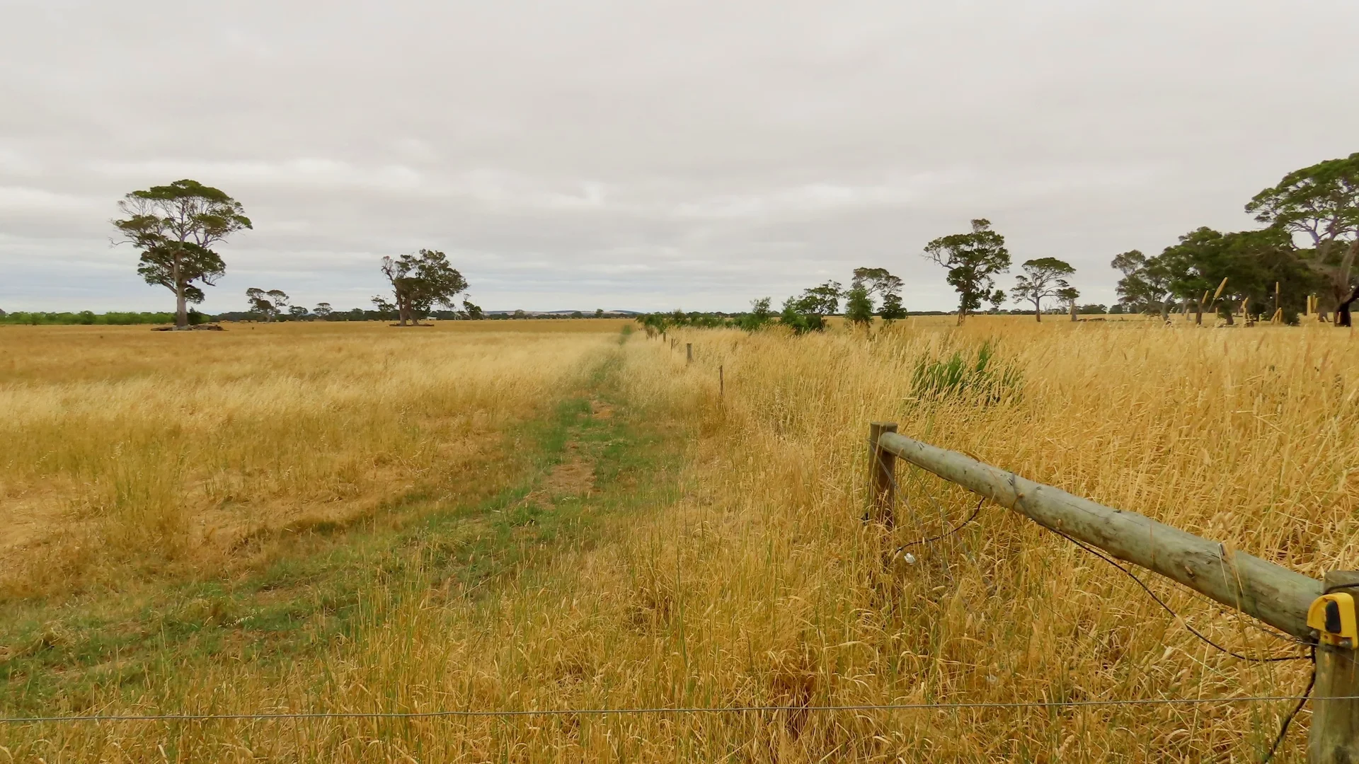 Additional image 13 of Lot 899 Mount McIntyre Road, Kalangadoo SA 5278