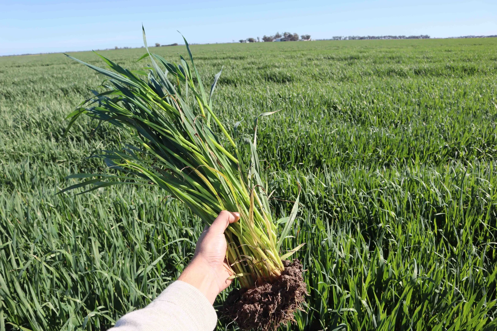 Additional image 19 of 427 Phillips Road, Myall VIC 3579