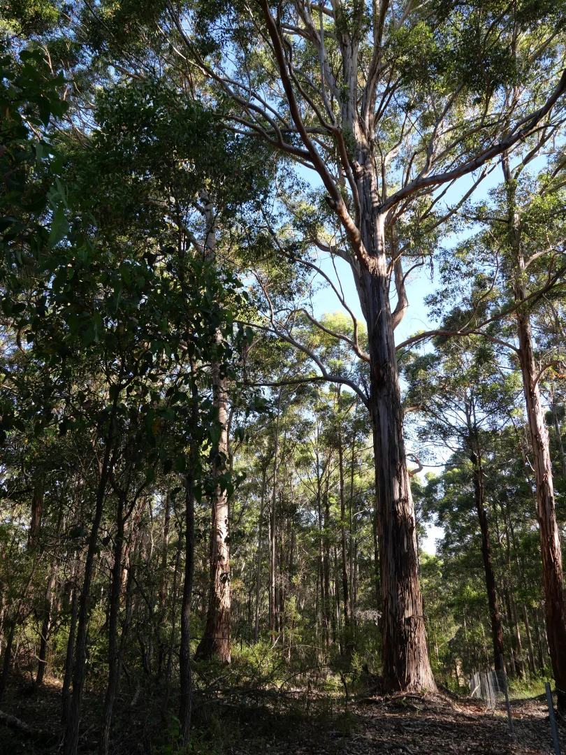 Additional image 12 of 61 Hayes Road, East Nannup WA 6275